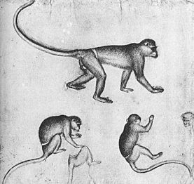 Pisanello, scimmie
