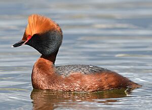 Podiceps auritus (13909575538) (cropped)