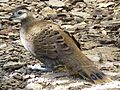 Polyplectron napoleonis-female-Lisbon