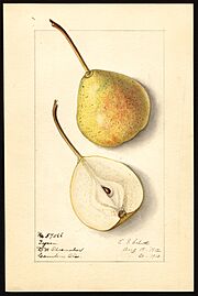 Pomological Watercolor POM00007083.jpg