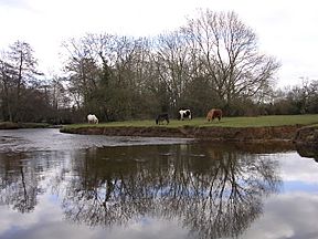 Ponies by lymington river near brockenhurst.jpg