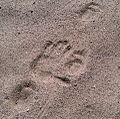Porcupine tracks in sand