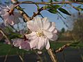 Prunus Subhirtella 'Pendula' 05