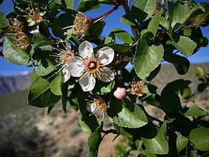Prunus fremontii closeup.jpg