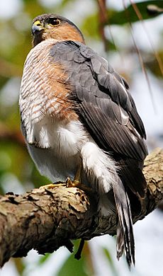 Puerto Rican Sharp-shinned hawk perched on tree limb