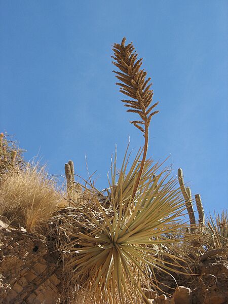 Puya fiebrigii (JP-NS) 5943