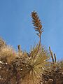 Puya fiebrigii (JP-NS) 5943