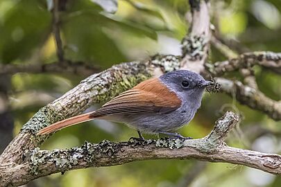 Réunion paradise flycatcher (Terpsiphone bourbonnensis bourbonnensis) juvenile