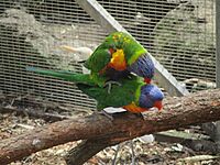 Rainbow lorikeets (Trichoglossus moluccanus) mating at Peel Zoo, September 2020 01