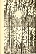 Report on the relation of railroads to forest supplies and forestry - together with appendices on the structure of some timber ties, their behavior, and the cause of their decay in the road bed, on (14755970324)