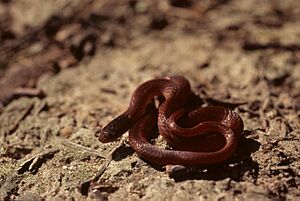 Rhadinaea flavilata