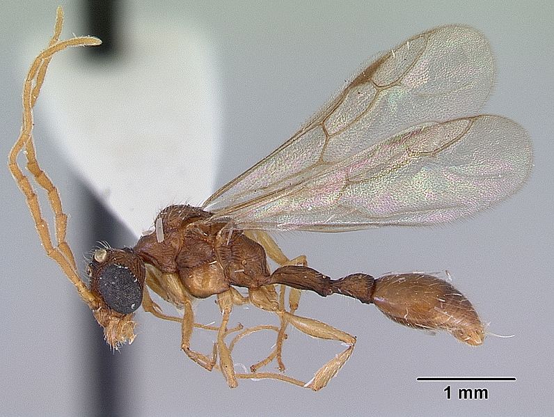 Romblonella palauensis casent0172306 profile 2
