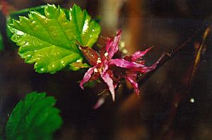 Rubusnivalis.jpg