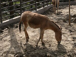 Shanghai Zoo - Mongolian wild ass