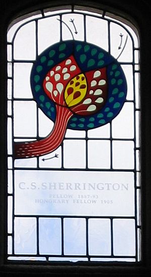 Sherrington-stainedglass-gonville-caius