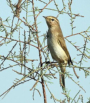 Siberian Chiffchaff I IMG 9454