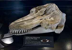 Skull of a Killer Whale (15712899202)