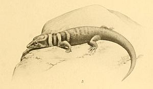 Sphaerodactylus intermedius 01-Barbour 1921.jpg