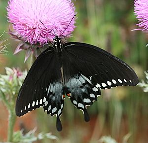 Spicebush Swallowtail, male (2658608221)