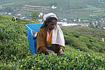 Sri Lanka, Tea plantations, Nuwara Eliya, Picking tea leaves