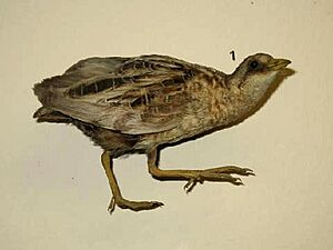Stavenn Coturnicops noveboracensis 00
