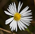 Symphyotrichum boreale (21508779481)