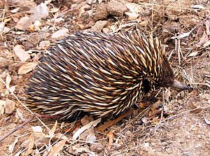 Tachyglossus aculeatus - Anstey Hill - profile