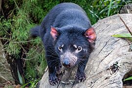 Tasmanian devil on tree trunk
