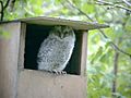 Tawny Owls (5) (8403003812)