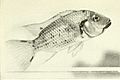 The complete aquarium book; the care and breeding of goldfish and tropical fishes (1936) (20049224674).jpg