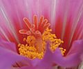 Thelocactus bicolor - Stempel und Staubgefäße (14379643272)