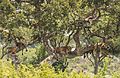 Tree-climbing lions (Panthera leo)