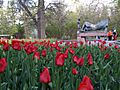 Tulip Festival in assiniboine park winnipeg manitoba canada 1 (6)