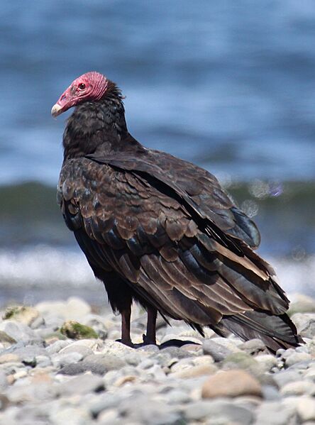 Turkey Vulture (4302396171) (cropped)