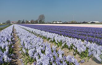 Voorhout, veld met hyacinthen bij de Bergamolaan foto4 positie1 2017-04-09 13.27