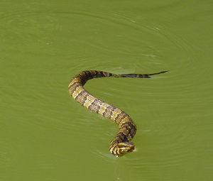 Watersnake cottonmouth tennessee