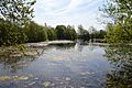 Wivenhoe Gravel Pit 3