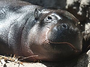(1)Pygmy hippopotamus-2