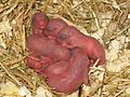2-day-old Mongolian gerbils