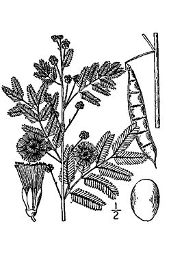 Acacia angustissima BB-1913