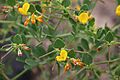 Acmispon maritimus (34169202662)