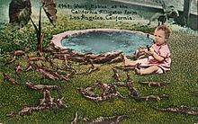 Alligator farm Los Angeles 1906.jpg