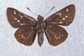 Amblyscirtes reversa