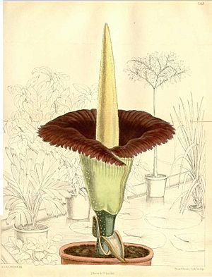 Amorphophallus titanum (Matilda Smith)