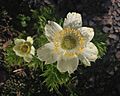 Anemone occidentalis flower (Yarnell)