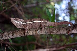 Angel's chameleon (Furcifer angeli).jpg