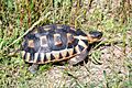 Angulate tortoise (Chersina angulata) 1