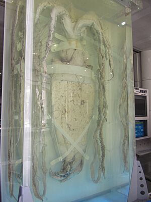 Architeuthis sanctipauli in National Museum of Natural Science, Taichung, Taiwan