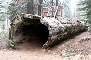 Balch Park Hollow Log