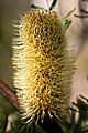 Banksia marginata